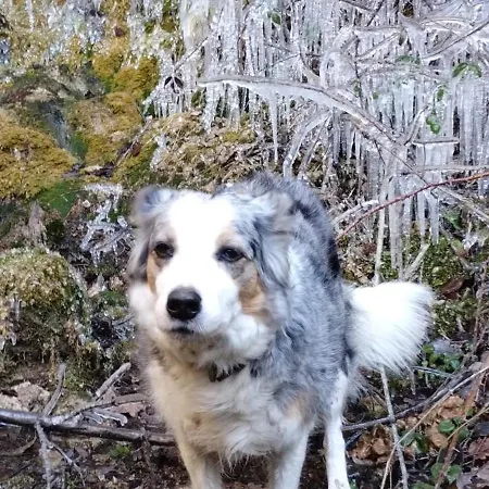 Maison De Vignes De Tournemire