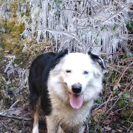 Maison De Vignes De Tournemire *